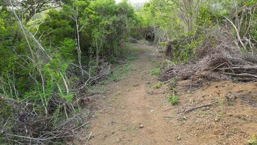 Bo. Guayabal, Finca en Juana Diaz - Imagen 13