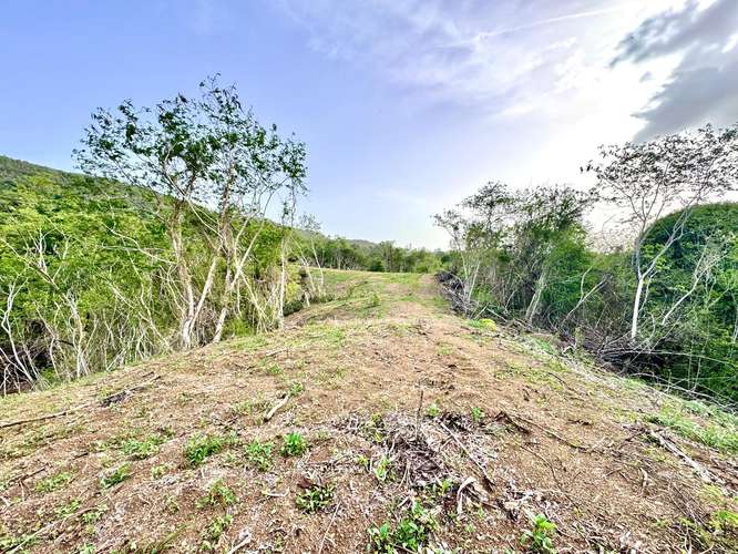 Bo. Guayabal, Finca en Juana Diaz - Imagen 7