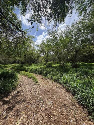  3 TERRENOS EN VENTA – CARRIZALES, HATILLO, PUERTO RICO     Más de 6 cuerdas de terreno en excelente ubicación.  O - Imagen 9