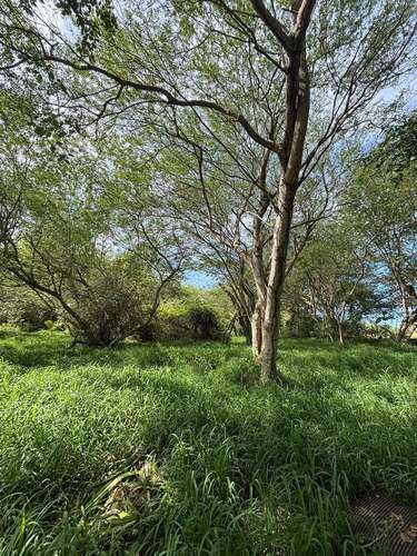  3 TERRENOS EN VENTA – CARRIZALES, HATILLO, PUERTO RICO     Más de 6 cuerdas de terreno en excelente ubicación.  O - Imagen 8