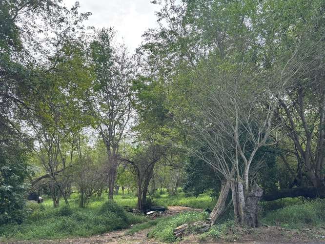  3 TERRENOS EN VENTA – CARRIZALES, HATILLO, PUERTO RICO     Más de 6 cuerdas de terreno en excelente ubicación.  O - Imagen 14