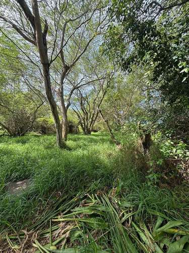  3 TERRENOS EN VENTA – CARRIZALES, HATILLO, PUERTO RICO     Más de 6 cuerdas de terreno en excelente ubicación.  O - Imagen 13