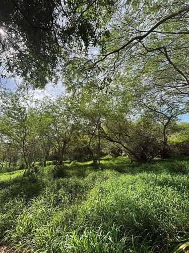  3 TERRENOS EN VENTA – CARRIZALES, HATILLO, PUERTO RICO     Más de 6 cuerdas de terreno en excelente ubicación.  O - Imagen 10