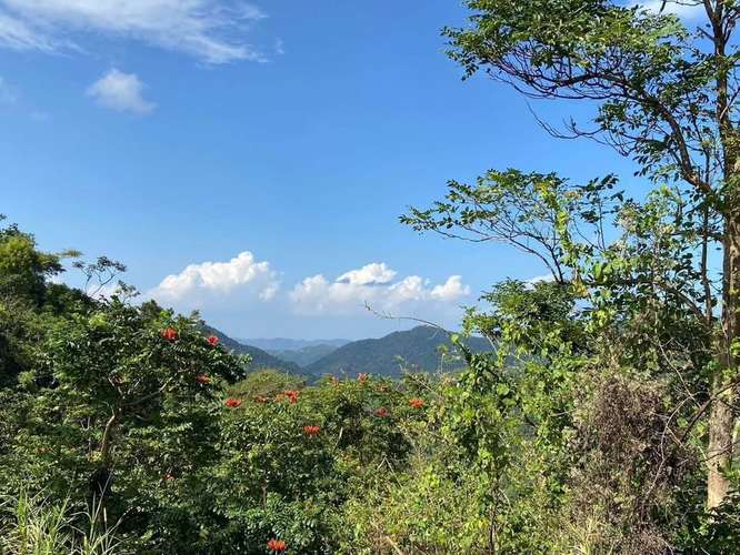 FINCA EN VENTA EN CAGUAS, 6.5101 CUERDAS! - Imagen 4