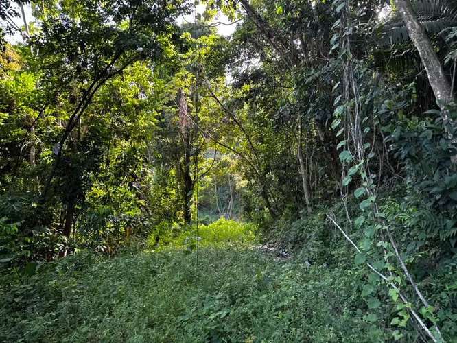 FINCA EN VENTA EN CAGUAS, 6.5101 CUERDAS! - Imagen 11