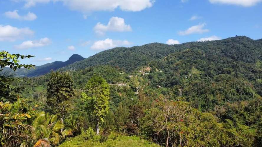 FINCA EN VENTA EN CAGUAS, 6.5101 CUERDAS! - Imagen 3