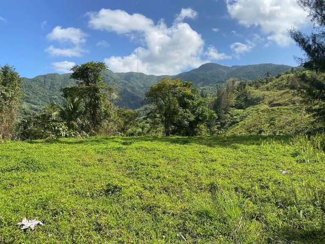 FINCA EN VENTA EN CAGUAS, 6.5101 CUERDAS! - Imagen 7
