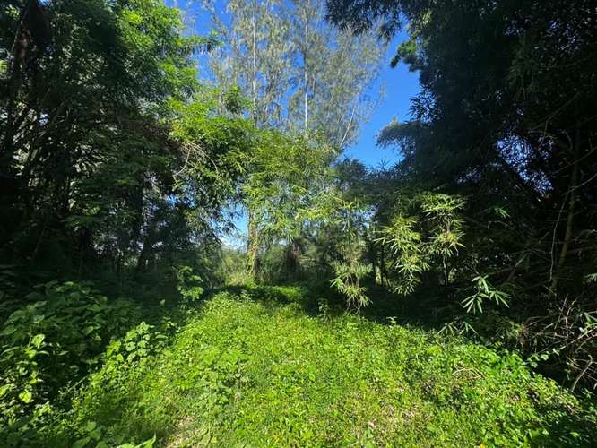 FINCA EN VENTA EN CAGUAS, 6.5101 CUERDAS! - Imagen 9