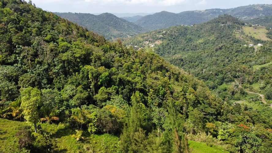 FINCA EN VENTA EN CAGUAS, 6.5101 CUERDAS! - Imagen 8