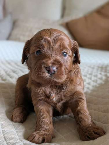 Cachorros Cavapoo disponibles; su peso es de solo 2,5 kg.