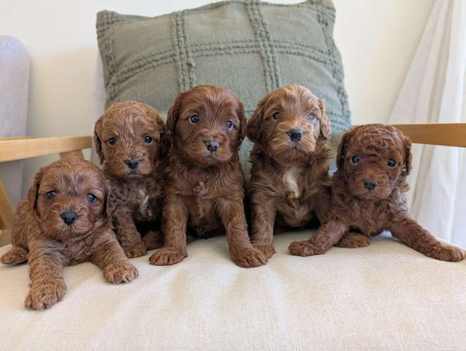 Cachorros Cavapoo disponibles; su peso es de solo 2,5 kg.