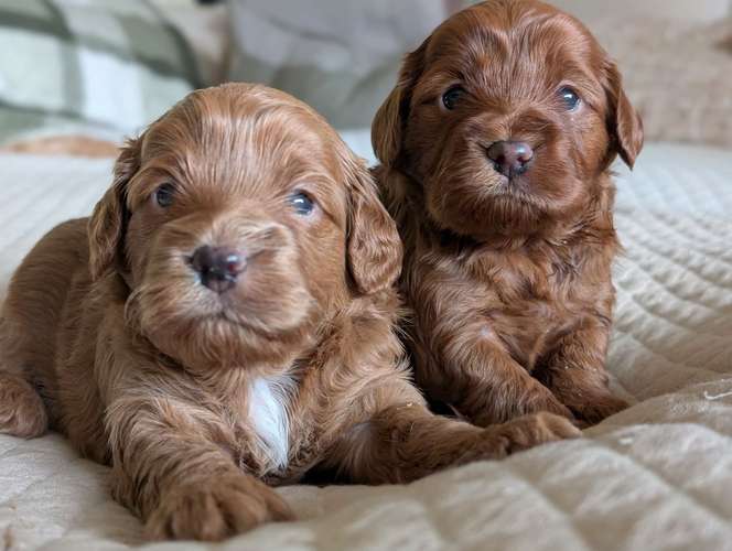 Cachorros Cavapoo disponibles; su peso es de solo 2,5 kg.