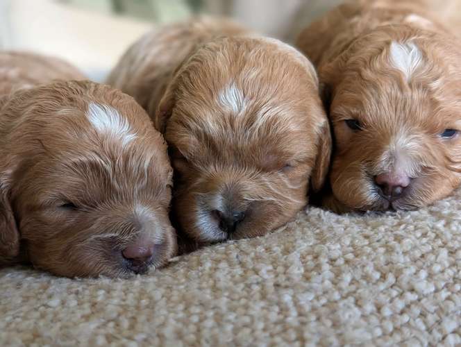 Cachorros Cavapoo disponibles; su peso es de solo 2,5 kg.