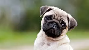 test yo quiero adoptar