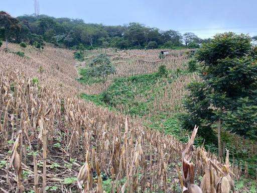 ¡SE VENDE TERRENO en Nuevo Cuscatlán! 5 Manzanas - Imagen 2