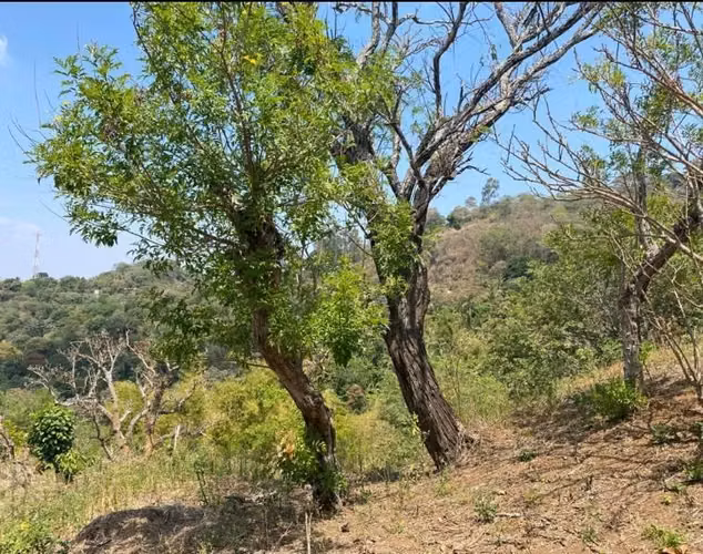 VENDO MANZANA Y MEDIA DE TERRENO/ EL CONGO/ SANTA ANA - Imagen 3