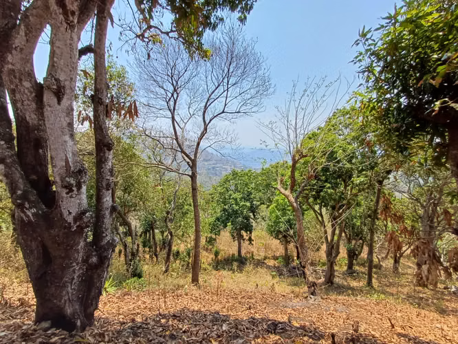 VENTA FINCA 30.6 MANZANAS CERRO SANTA LUCIA  SANTA ANA