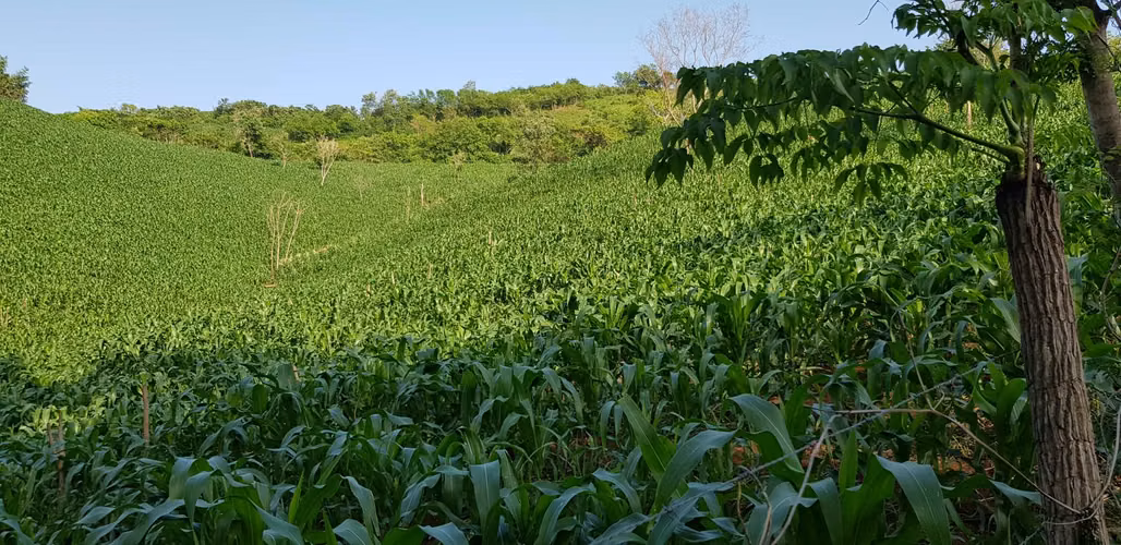 VENTA 50 MANZANAS PUENTE ARCE FRONTERA AHUACHAPÁN - Imagen 3