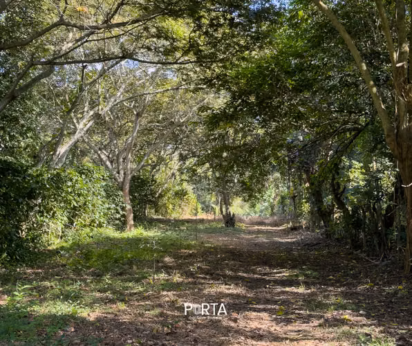 EN VENTA | TERRENOS EN CARRETERA LOS NARANJOS, SANTA ANA