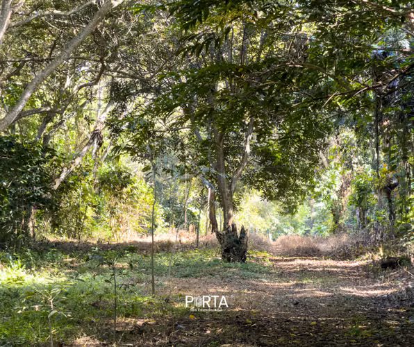 EN VENTA | TERRENOS EN CARRETERA LOS NARANJOS, SANTA ANA