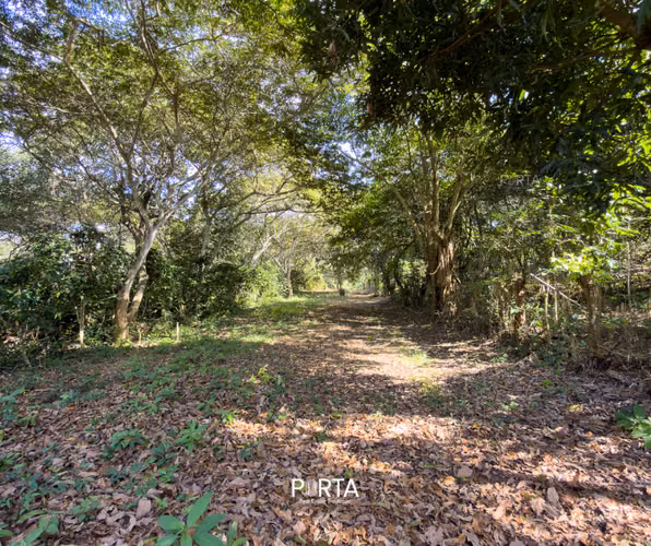 EN VENTA | TERRENOS EN CARRETERA LOS NARANJOS, SANTA ANA