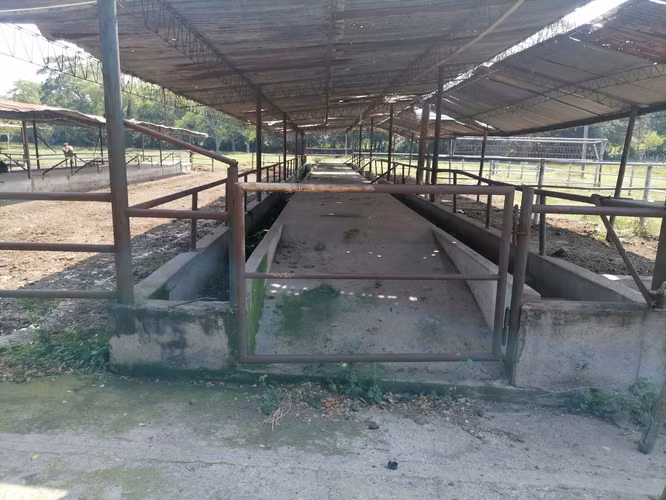 VENTA 31 MANZANAS GANADERAS CANDELARIA LA FRONTERA - Imagen 4