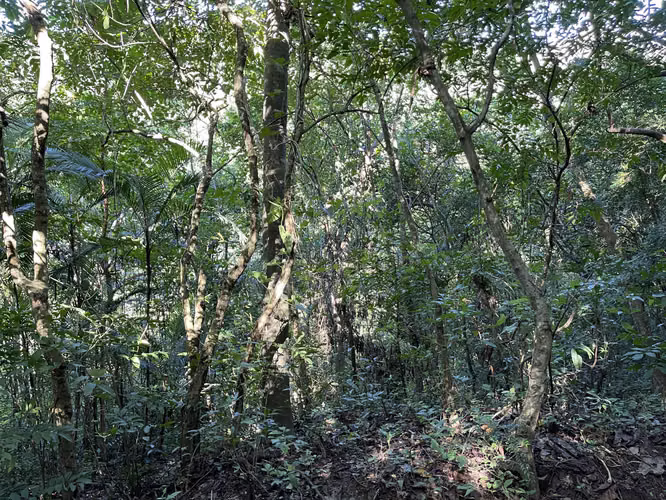 Terreno en venta PANCHIMALCO calle a Rosario de Mora 3 Km Alcaldía