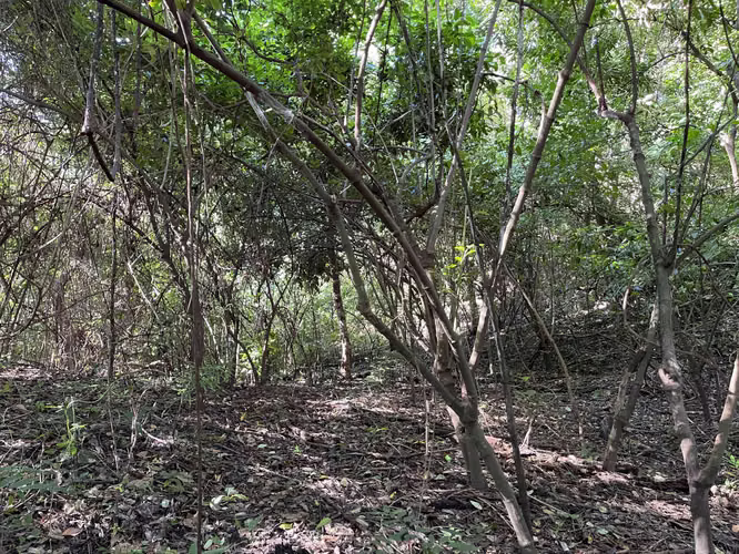 Terreno en venta PANCHIMALCO calle a Rosario de Mora 3 Km Alcaldía