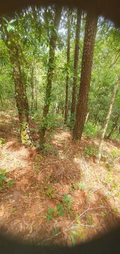 VENDO TERRENO 4 MANZANAS EN LA PALMA CHALATENANGO - Imagen 11