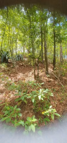 VENDO TERRENO 4 MANZANAS EN LA PALMA CHALATENANGO - Imagen 14