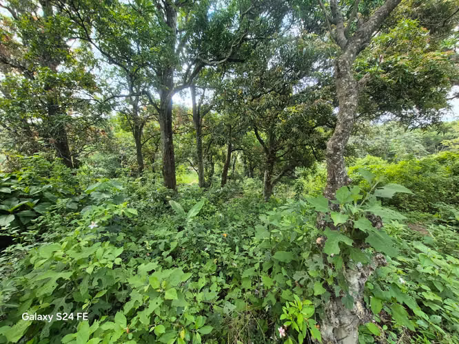 TERRENO EN VENTA COLONIA ESCALON. - Imagen 5