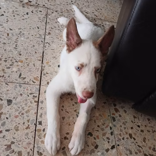 En adopción