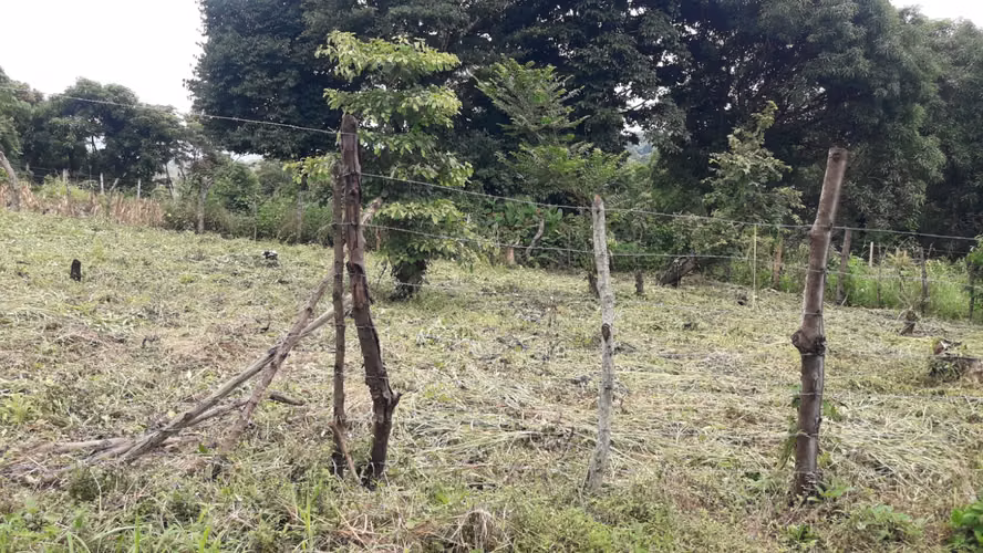 Terrenos Planos y Arborisados (Precio de lotes desde $21,500) - Imagen 3