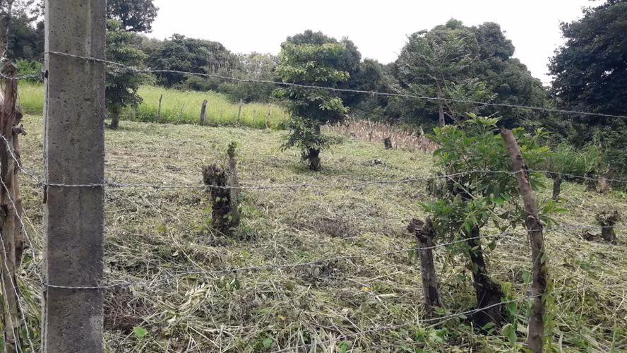 Terrenos Planos y Arborisados (Precio de lotes desde $21,500) - Imagen 2