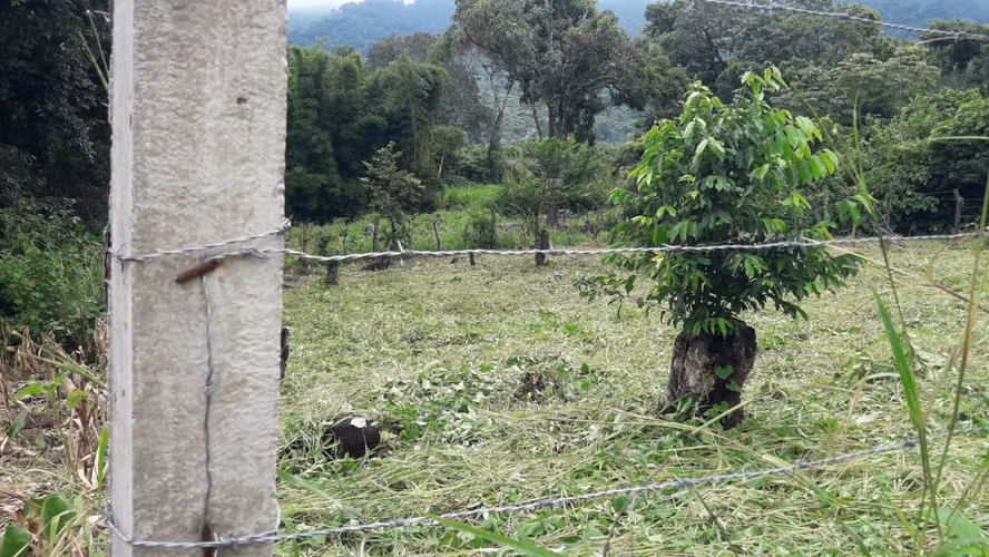 Terrenos Planos y Arborisados (Precio de lotes desde $21,500) - Imagen 4