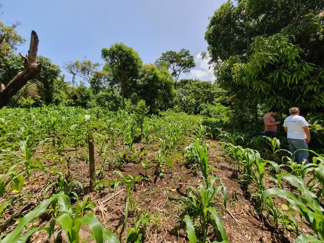 Terrenos Planos y Arborisados (Precio de lotes desde $21,500) - Imagen 6