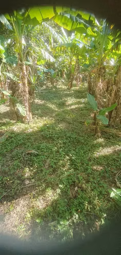 Vendo muy ermosa parcela de 6,337.90 en la palma chalatensngo