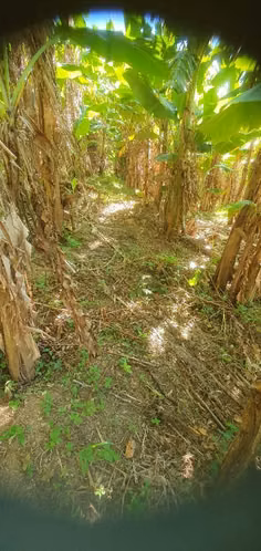 Vendo muy ermosa parcela de 6,337.90 en la palma chalatensngo