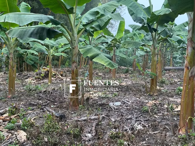 VENTA DE FINCA FRUTAL COJUTEPEQUE CUSCATLAN