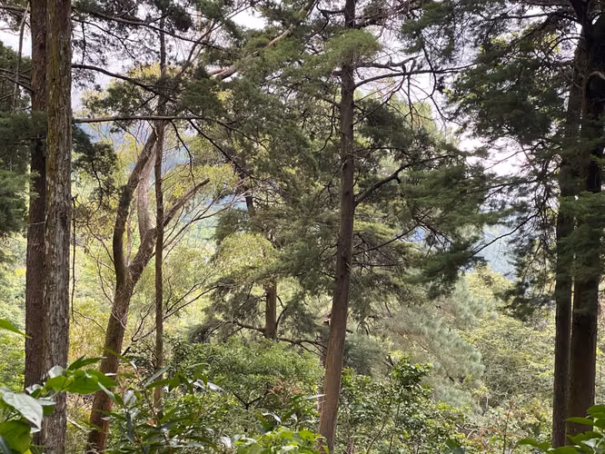 Terreno en Venta Carretera al Volcán - Imagen 2