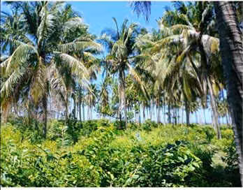 TERRENO 16.8 MANZANAS EN LA PLAYA EN VENTA PARA LOTIFICAR - Imagen 6