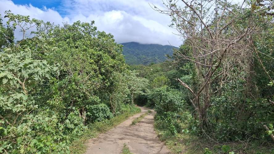VENTA TERRENO 350 MANZANAS FINCA DE CAFE SONSONATE