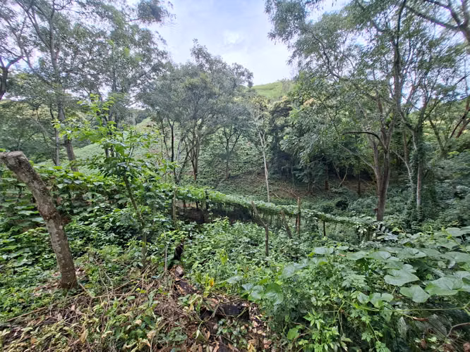 VENTA 44 MANZANAS CANTON NANCINTEPEQUE SANTA ANA - Imagen 11
