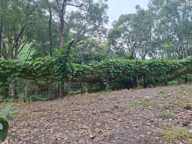 VENTA 44 MANZANAS CANTON NANCINTEPEQUE SANTA ANA - Imagen 19