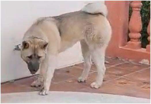 AKITA AMERICANO PRESTO PARA MONTAR - Imagen 4