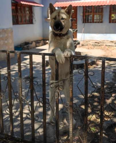AKITA AMERICANO PRESTO PARA MONTAR - Imagen 2