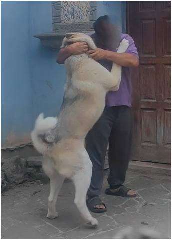 AKITA AMERICANO PRESTO PARA MONTAR