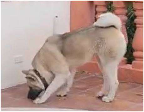 AKITA AMERICANO PRESTO PARA MONTAR - Imagen 5