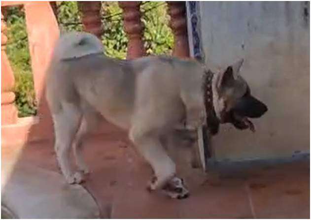 AKITA AMERICANO PRESTO PARA MONTAR - Imagen 3