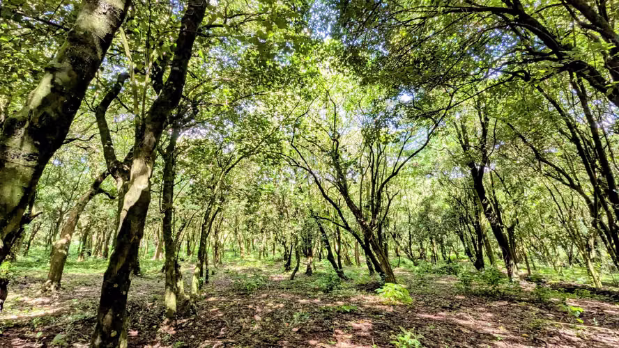 TERRENO EN VENTA EN CERRO VERDE